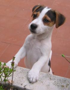 jack russel